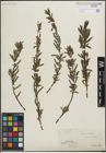 Foto von Salix purpurea L.